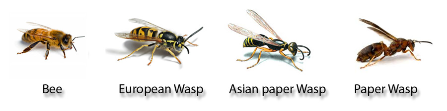 the brown wasps by loren eiseley